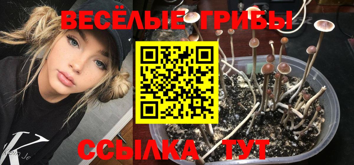 Галлюциногенные грибы Cubensis  Вход с VPN  Заводоуковск  Галлюциногенные грибы Cubensis 